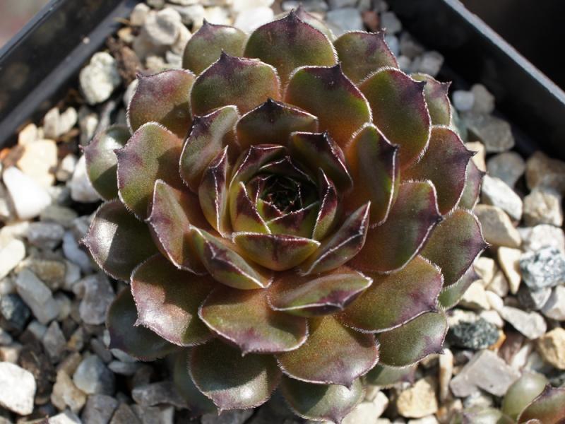 Photo of Hen and Chicks (Sempervivum calcareum 'Tristesse') uploaded by banker07