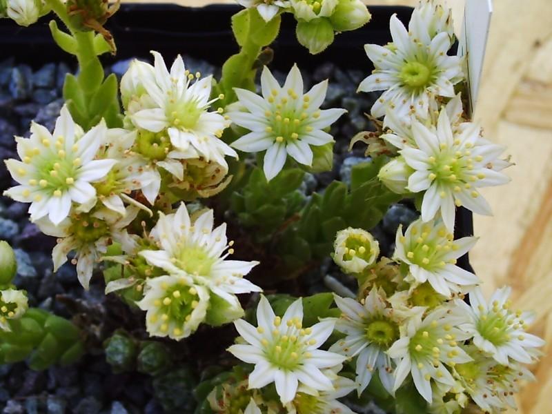 Photo of Hen and Chicks (Sempervivum arachnoideum 'Baby Boo') uploaded by banker07