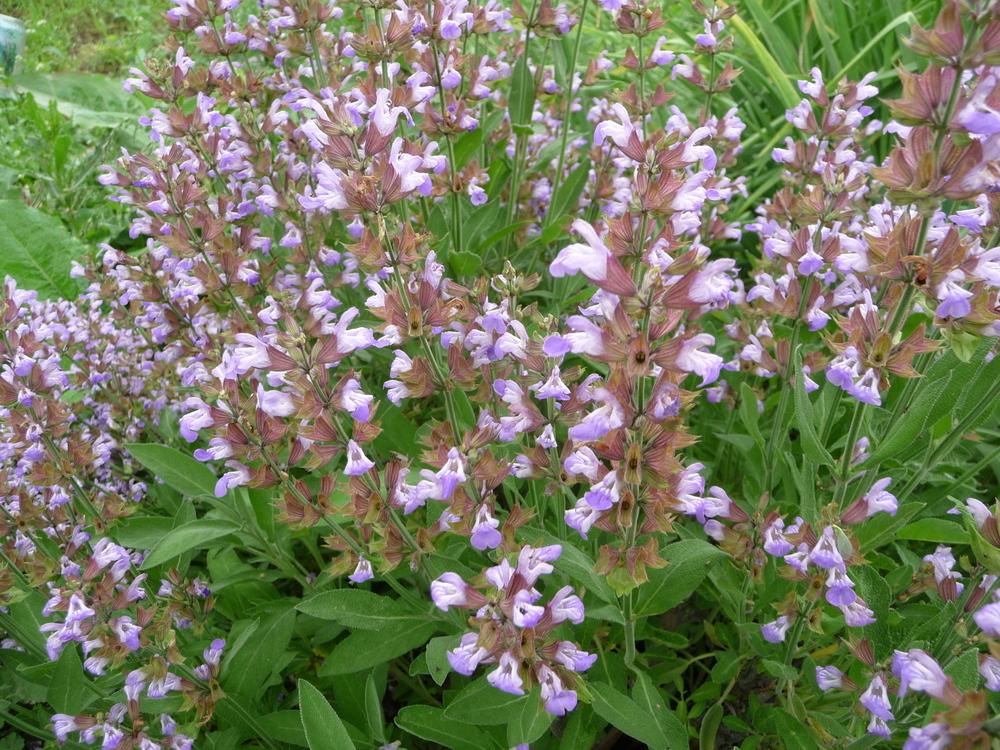 Photo of Culinary Sages (Salvia officinalis) uploaded by gardengus