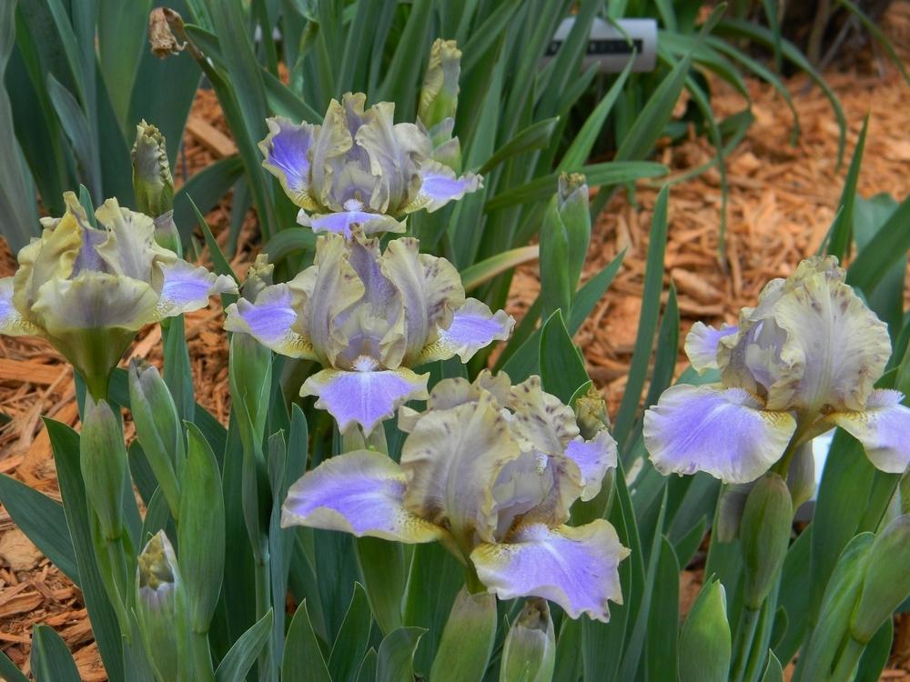 Photo of Standard Dwarf Bearded Iris (Iris 'Leopard Print') uploaded by mattsmom