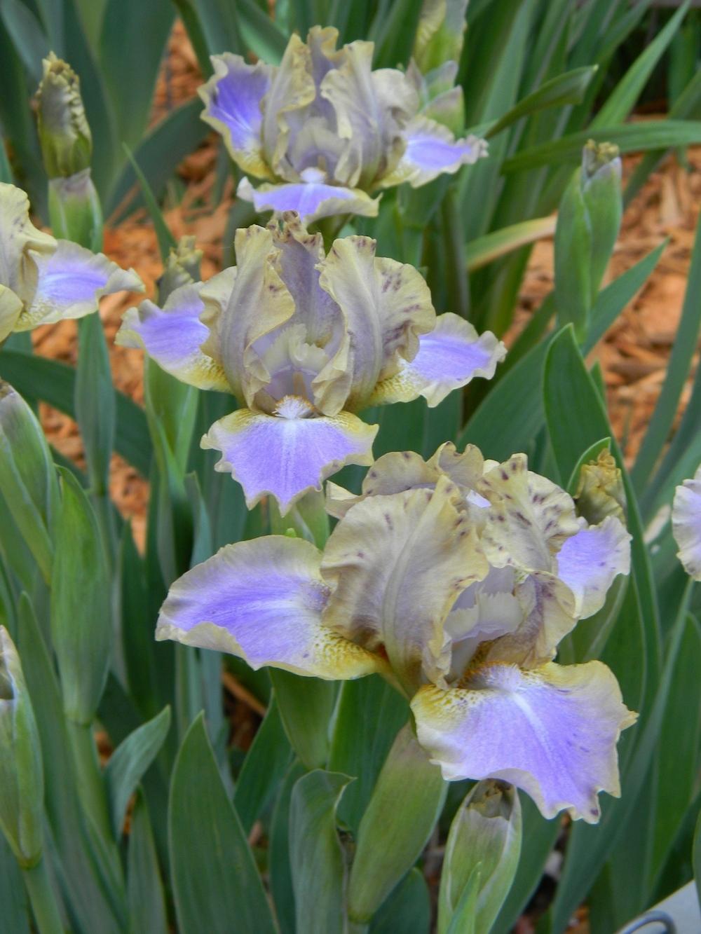 Photo of Standard Dwarf Bearded Iris (Iris 'Leopard Print') uploaded by mattsmom