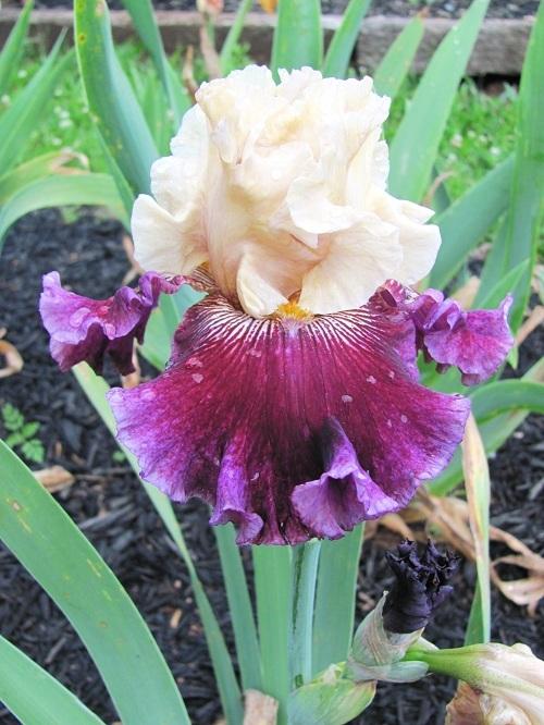 Photo of Tall Bearded Iris (Iris 'Royal Harlequin') uploaded by starwoman