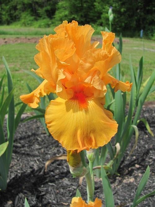 Photo of Tall Bearded Iris (Iris 'Edgefield Glow') uploaded by starwoman