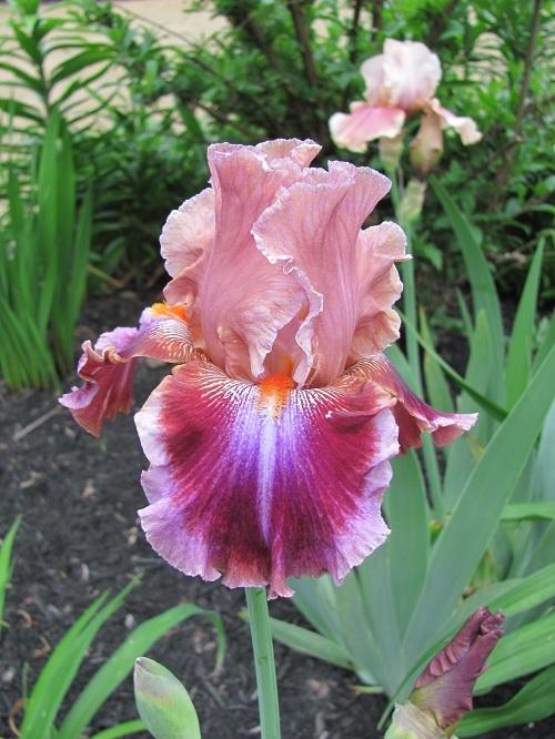 Photo of Tall Bearded Iris (Iris 'Outrageous Fortune') uploaded by starwoman