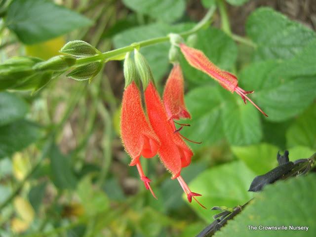 Photo of Salvia (Salvia oppositiflora) uploaded by vic