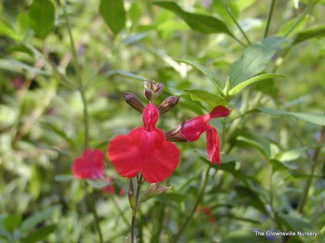 Photo of Sage (Salvia 'Maraschino') uploaded by vic