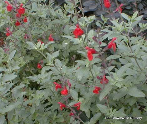 Photo of Baby Sage (Salvia microphylla 'San Carlos Festival') uploaded by vic