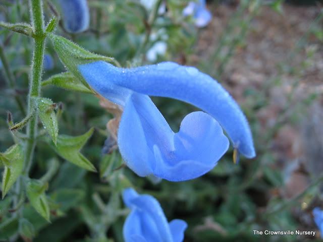 Photo of Gentian Sage (Salvia patens 'Cambridge Blue') uploaded by vic