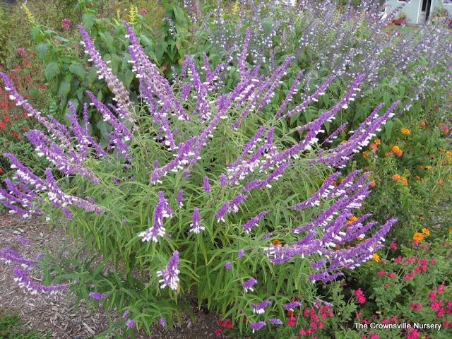 Photo of Mexican Bush Sage (Salvia leucantha) uploaded by vic