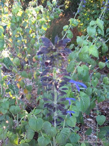 Photo of Mexican Sage (Salvia mexicana 'Black Calyx') uploaded by vic