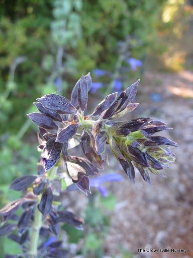 Photo of Mexican Sage (Salvia mexicana 'Black Calyx') uploaded by vic