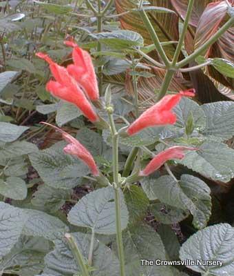 Photo of Salvia (Salvia oppositiflora) uploaded by vic