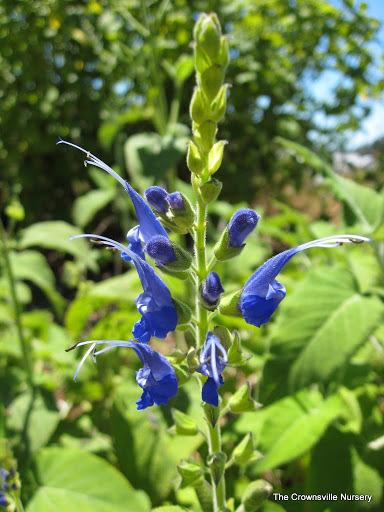 Photo of Salvia (Salvia macrophylla) uploaded by vic