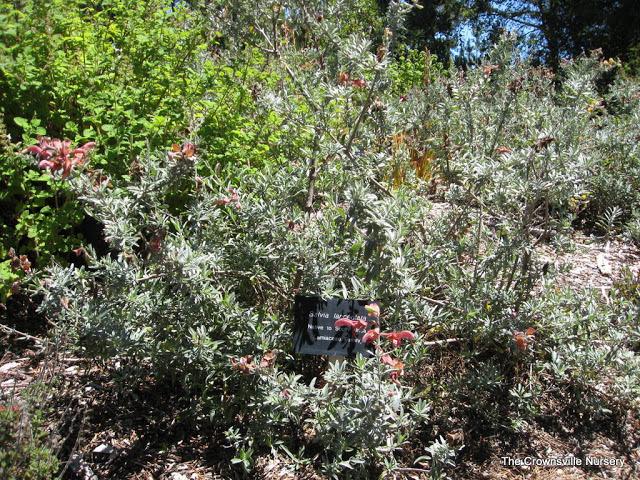 Photo of Salvia (Salvia lanceolata) uploaded by vic
