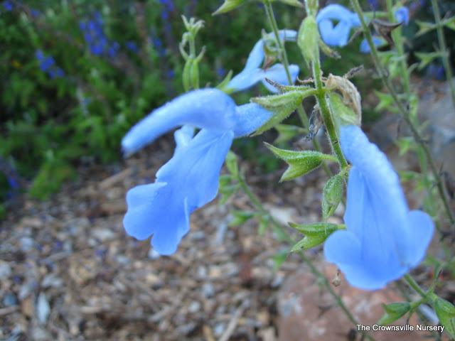 Photo of Gentian Sage (Salvia patens 'Cambridge Blue') uploaded by vic