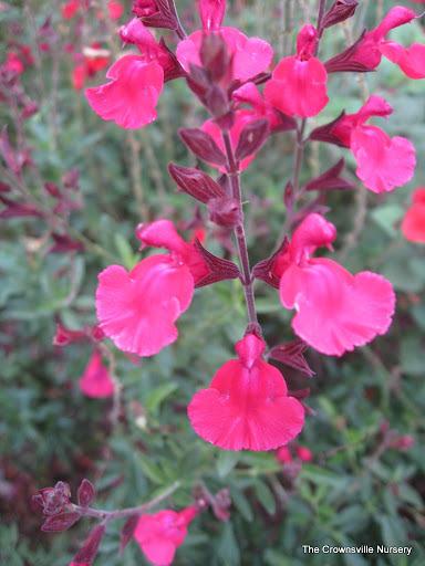Photo of Autumn Sage (Salvia greggii 'Hot Pink') uploaded by vic