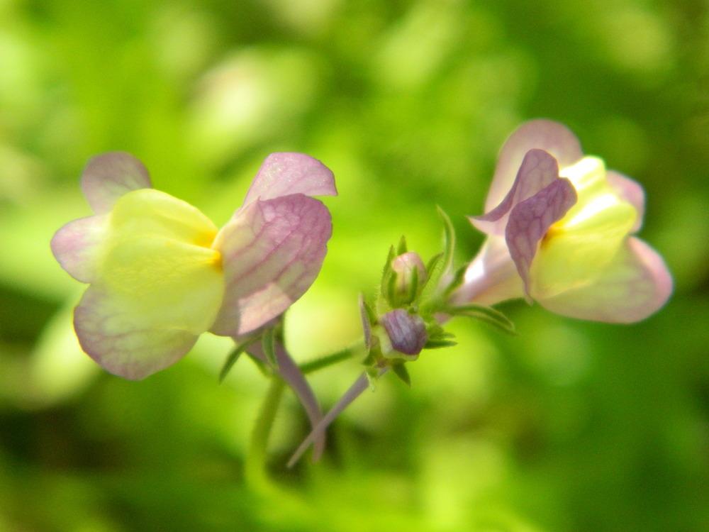 Photo of Toadflax (Linaria maroccana) uploaded by wildflowers