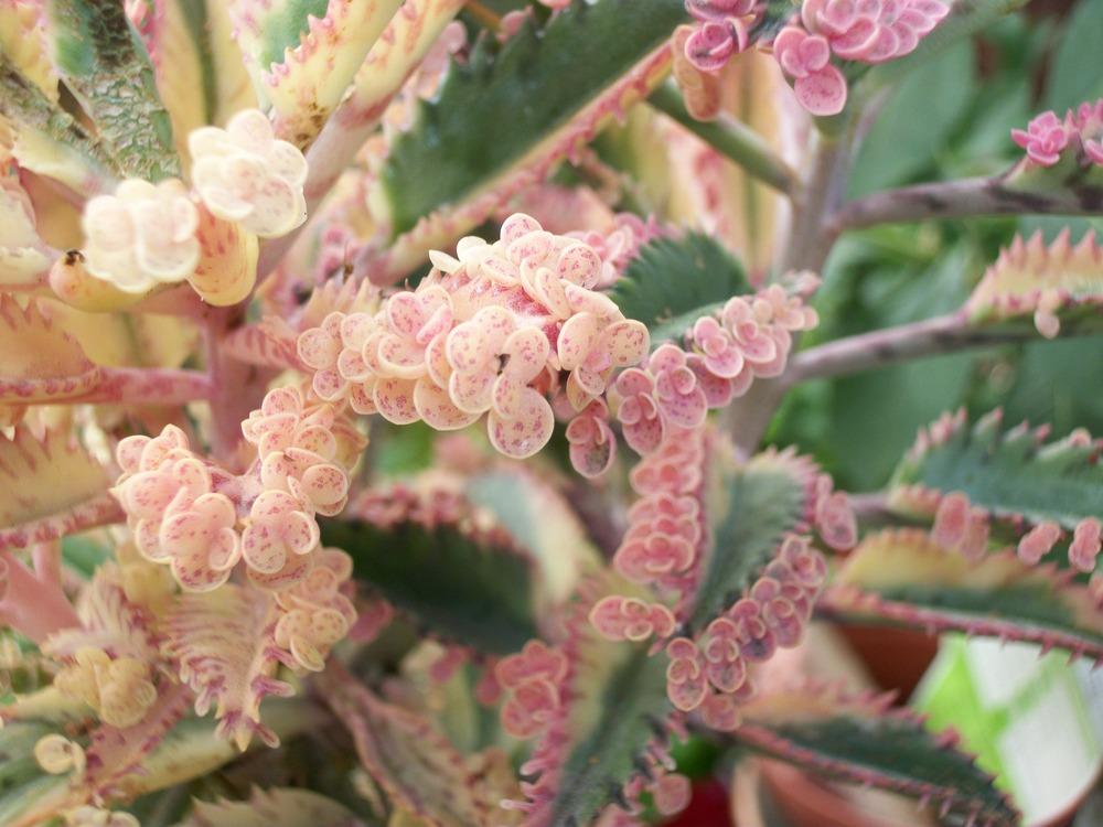 Photo of Pink Mother of Thousands (Kalanchoe 'Pink Butterflies') uploaded by Rhapsody616