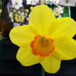Location: Claremont Daffodil  Show -Tasmania
Date: 14 SEPT13