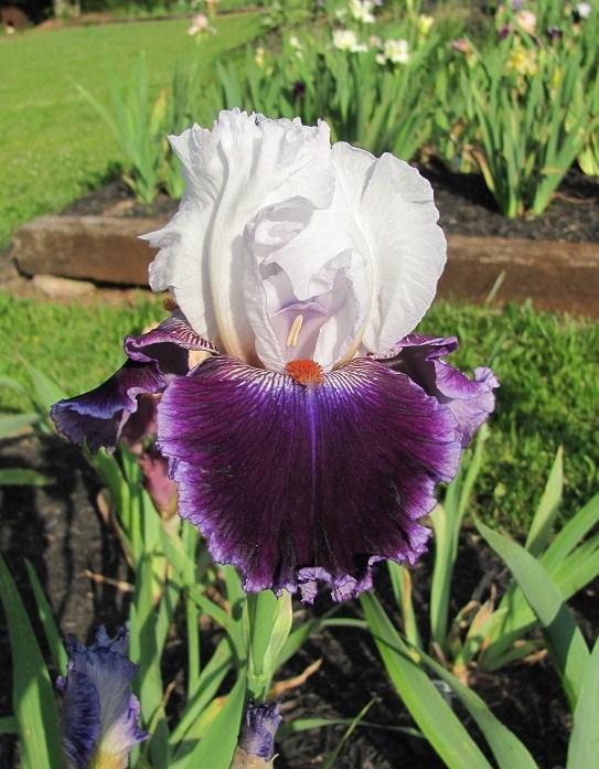 Photo of Tall Bearded Iris (Iris 'Royal Orders') uploaded by starwoman