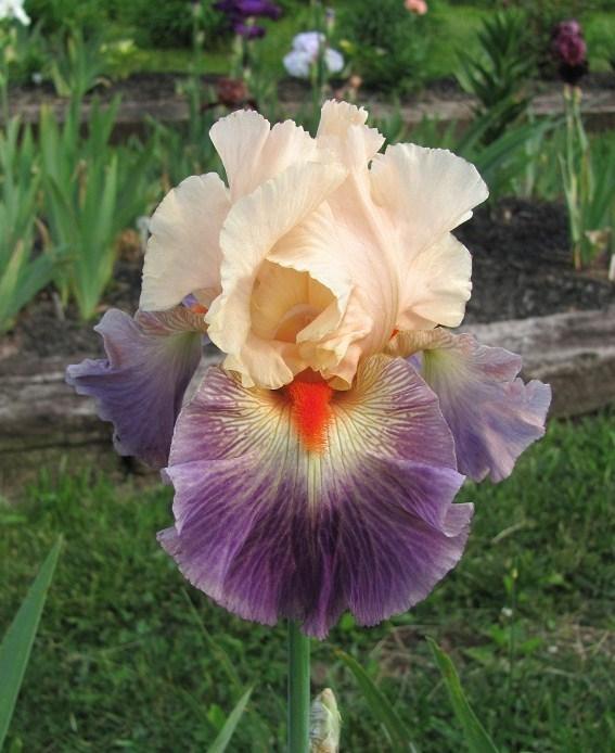Photo of Tall Bearded Iris (Iris 'Undercurrent') uploaded by starwoman
