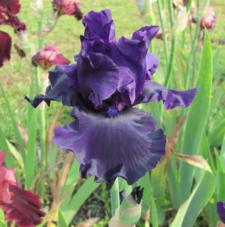 Photo of Tall Bearded Iris (Iris 'Holy Night') uploaded by starwoman