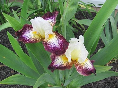 Photo of Tall Bearded Iris (Iris 'Color Strokes') uploaded by starwoman