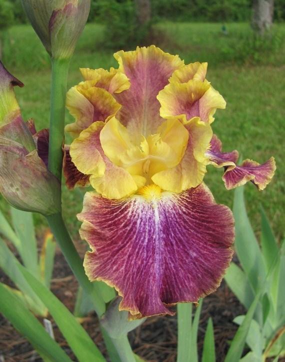 Photo of Tall Bearded Iris (Iris 'Cimarron Trail') uploaded by starwoman
