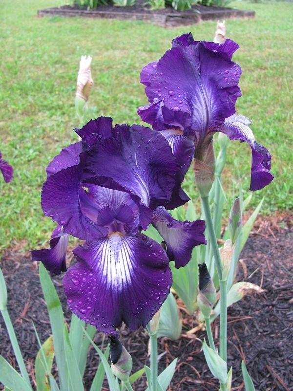 Photo of Tall Bearded Iris (Iris 'Exotic Star') uploaded by starwoman