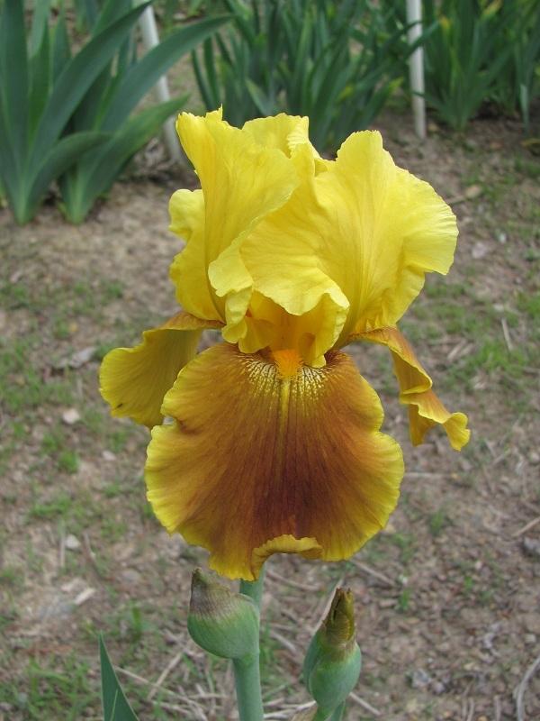 Photo of Tall Bearded Iris (Iris 'Olive Branch') uploaded by starwoman