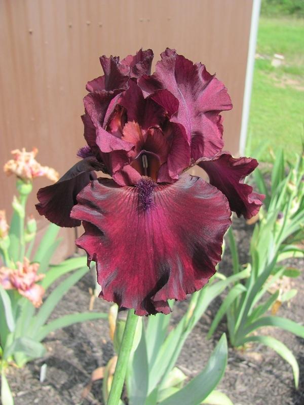 Photo of Tall Bearded Iris (Iris 'Rio Rojo') uploaded by starwoman