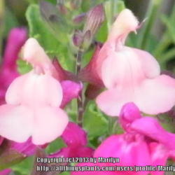 Location: My garden in Kentucky
Date: 2013-09-17
Blooming next to Salvia 'San Carlos Festival'