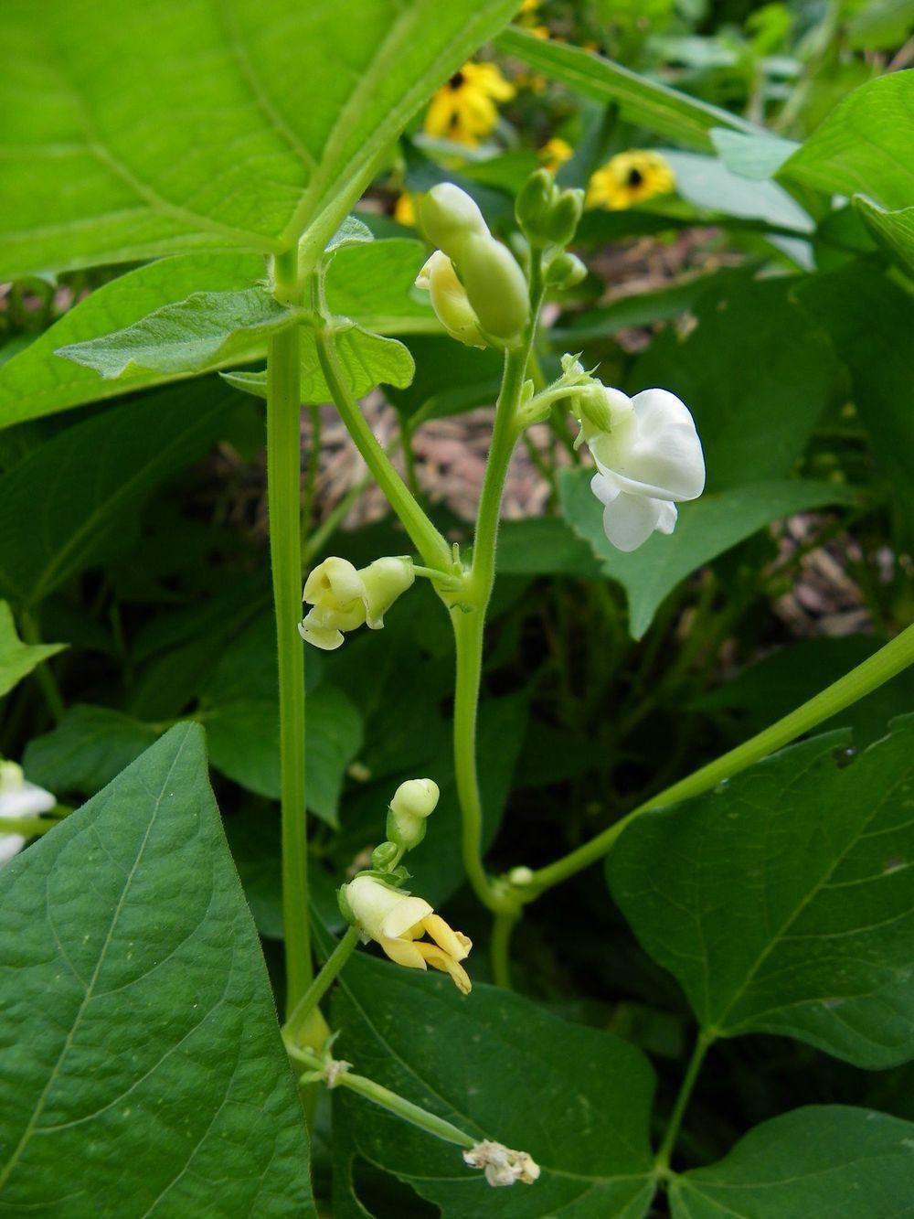 Photo of Common Bean (Phaseolus vulgaris 'Hildora') uploaded by Newyorkrita