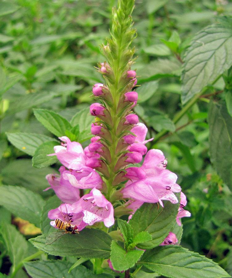 Photo of Obedient Plant (Physostegia virginiana) uploaded by TBGDN