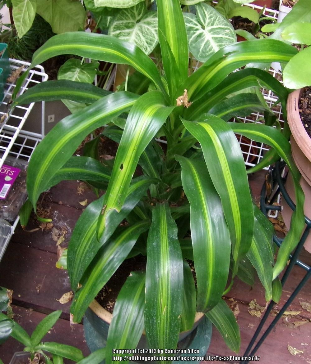 Photo of Corn Plant (Dracaena fragrans 'Hawaiian Sunshine') uploaded by TexasPlumeria87