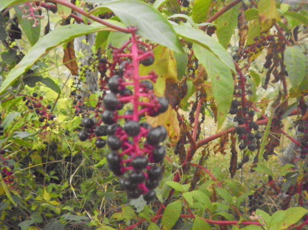 Photo of Pokeweed (Phytolacca americana) uploaded by abigail
