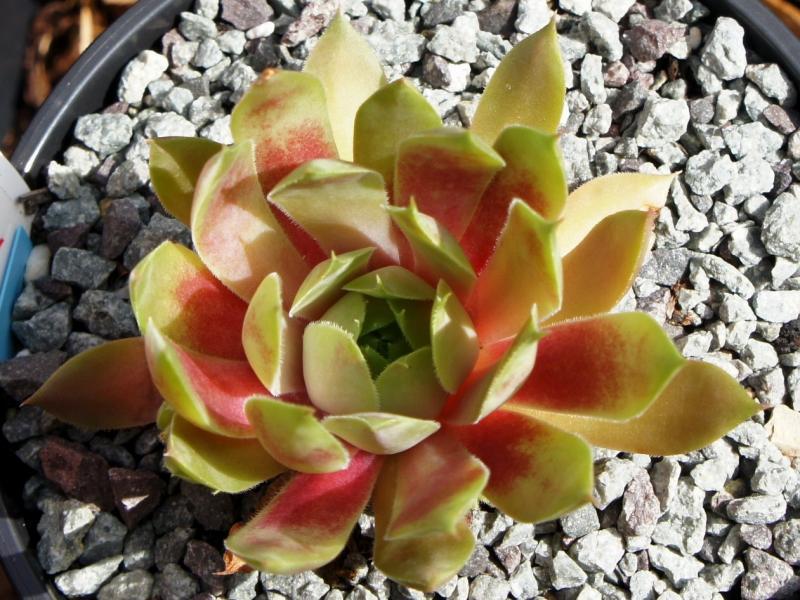 Photo of Hen and Chicks (Sempervivum 'Apricot Beauty') uploaded by banker07