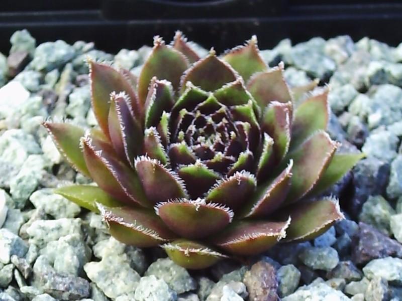 Photo of Hen and Chicks (Sempervivum 'Arno') uploaded by banker07