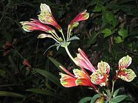 Photo of Peruvian Lily (Alstroemeria psittacina) uploaded by ceci