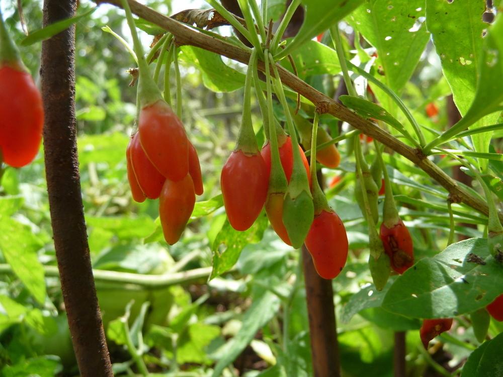 Photo of Goji Berry (Lycium barbarum) uploaded by gardengus