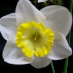 Location: Claremont Daffodil  Show -Tasmania
Date: 14-9-13