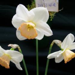 Location: Claremont Daffodil  Show -Tasmania
Date: 14 -9-13