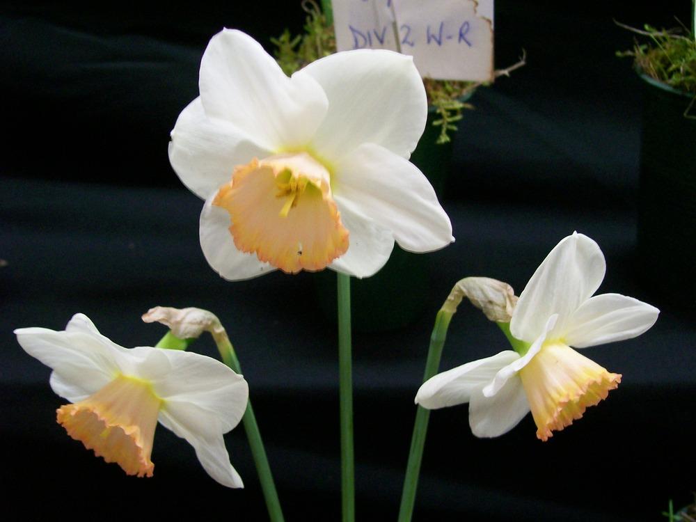 Photo of Daffodil (Narcissus 'Leonaine') uploaded by gwhizz