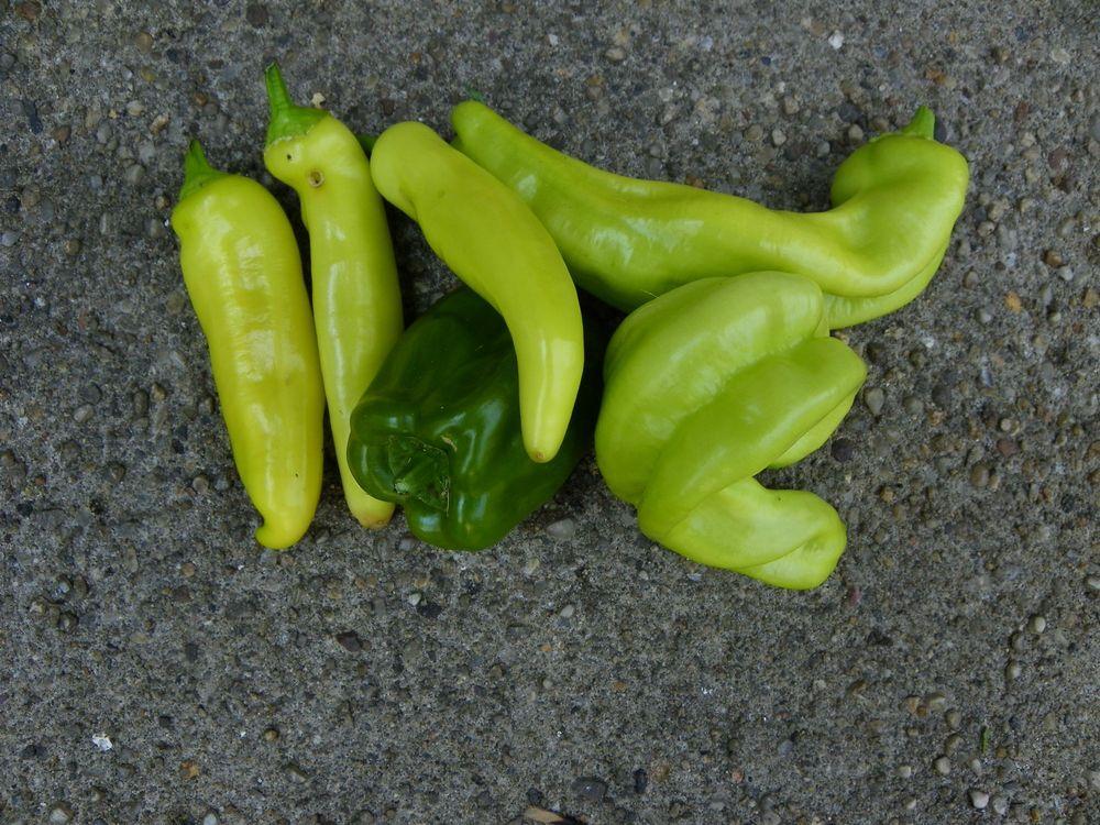 Photo of Peppers (Capsicum) uploaded by Newyorkrita