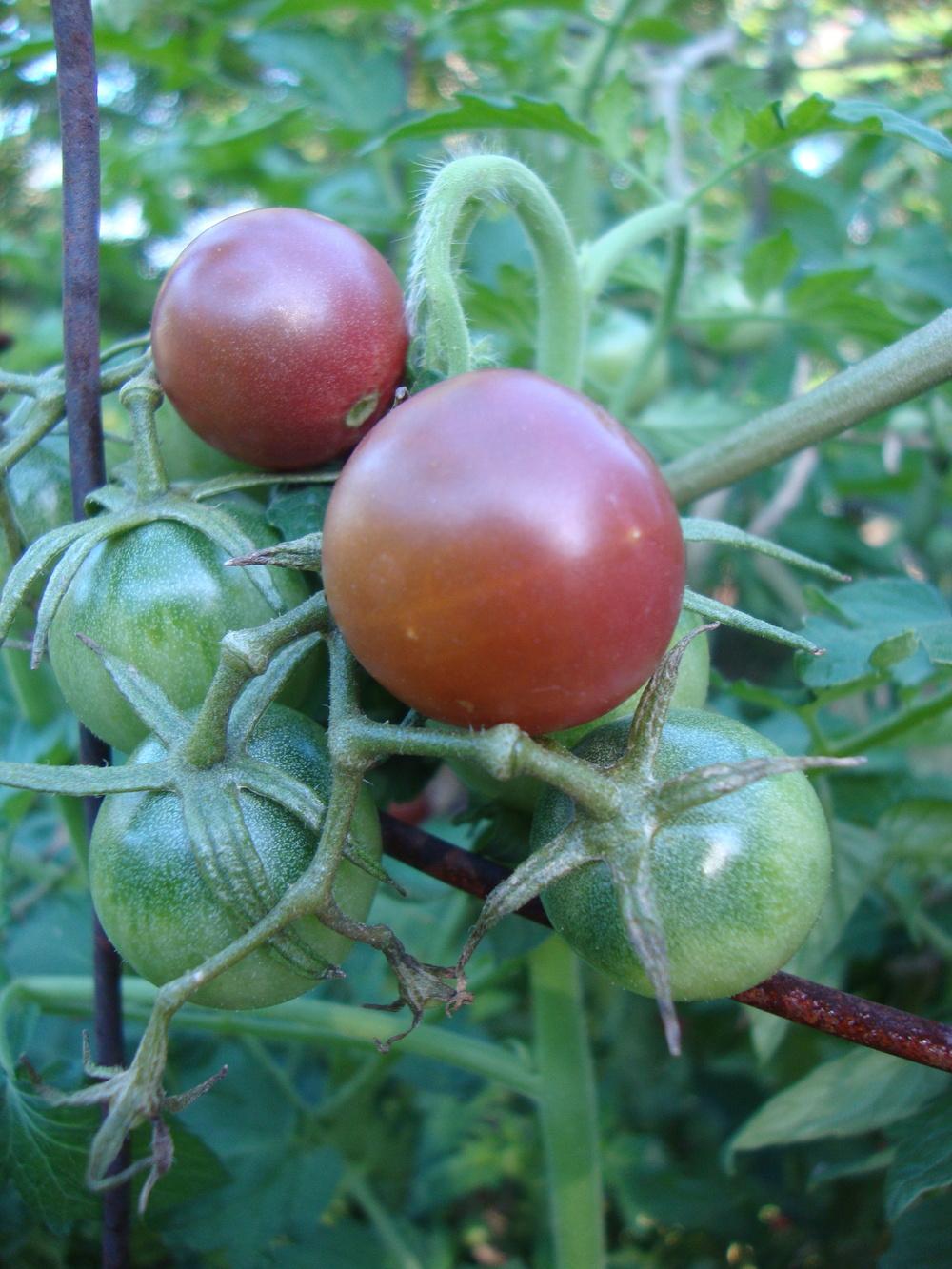 Photo of Tomato (Solanum lycopersicum 'Black Cherry') uploaded by Paul2032