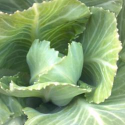 Location: Norfolk, VA (USDA zone 8a)
Date: 2013-04-13
Immature cabbage, beginning to form head