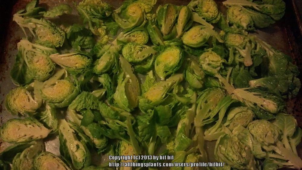 Photo of Brussels Sprouts (Brassica oleracea var. gemmifera 'Long Island Improved') uploaded by bitbit