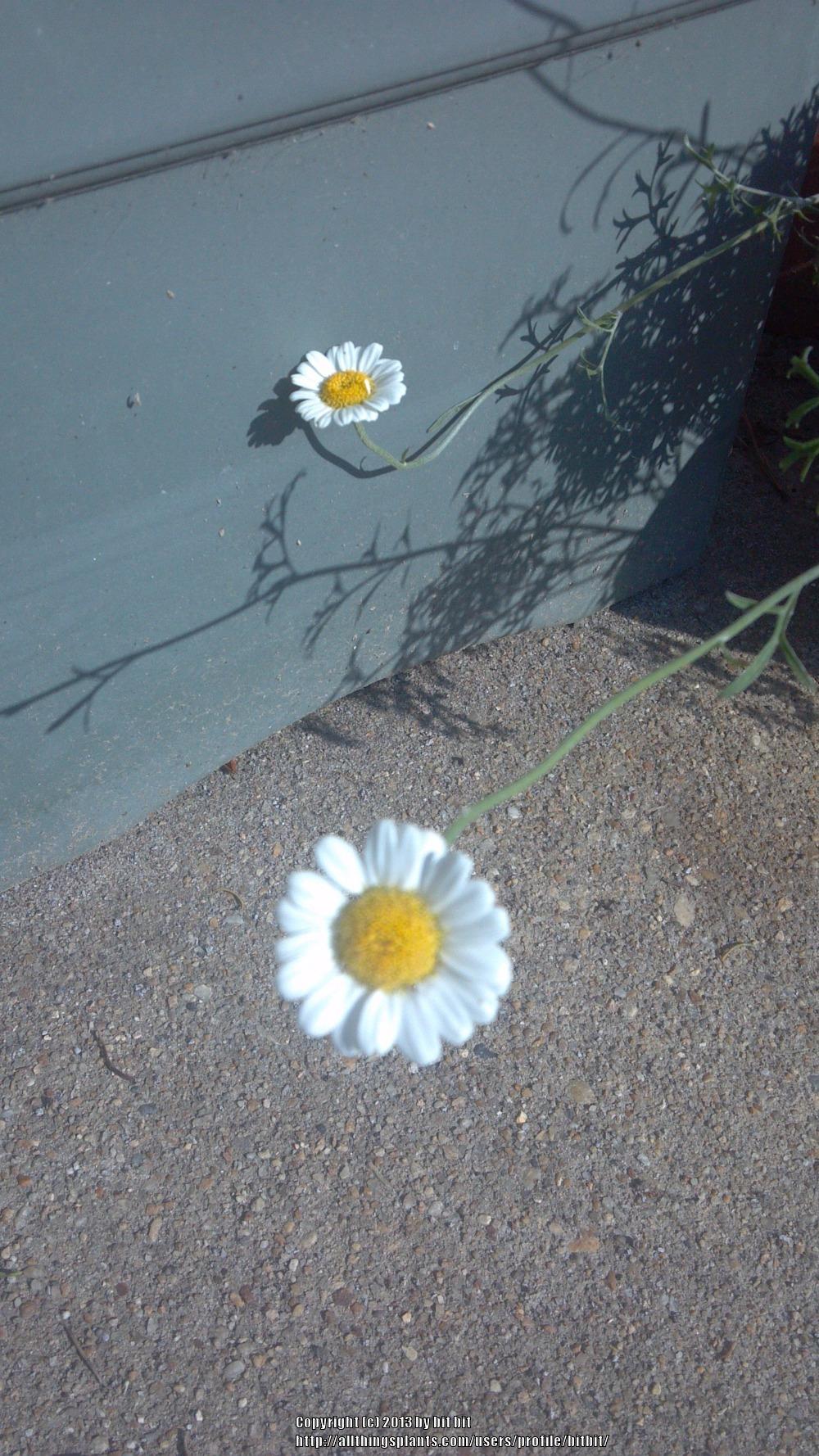 Photo of Pyrethrum Daisy (Tanacetum cinerariifolium) uploaded by bitbit