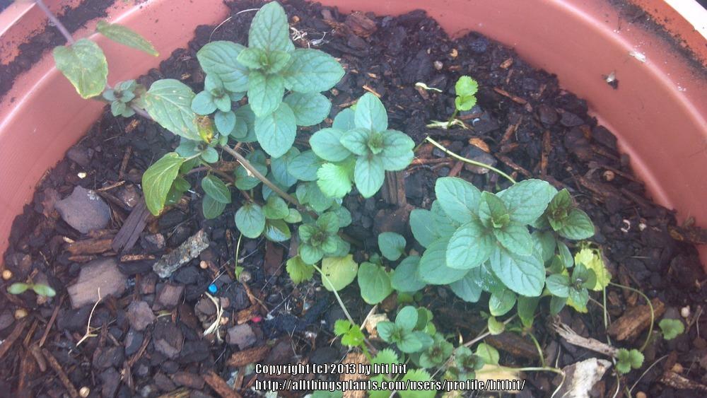 Photo of Chocolate Mint (Mentha x piperita 'Chocolate') uploaded by bitbit