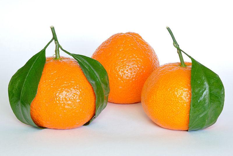 Photo of Tangerine (Citrus reticulata) uploaded by robertduval14